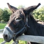 Chateau Richeux Donkey