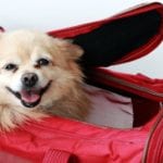 Traveling With a Pet