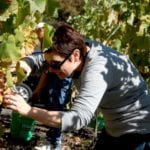 Andi picking Mourvedre