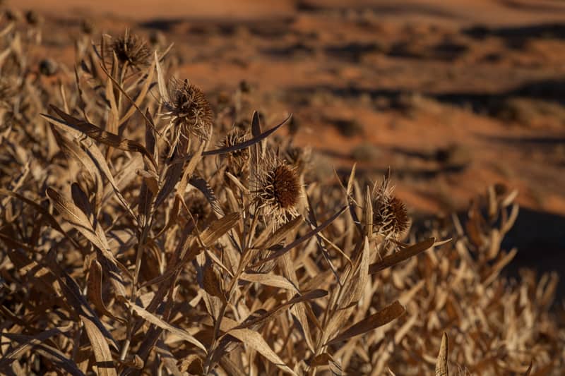 Winter Desert flowers at Coral Pink Sand Dunes State Park