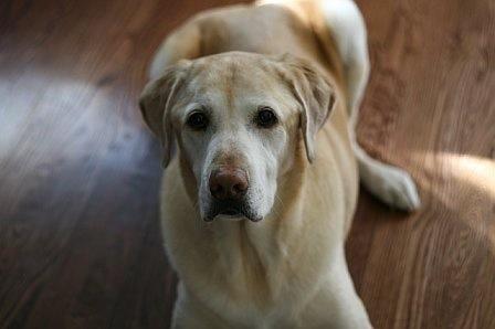 Whiskey