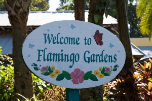 Flamingo Gardens