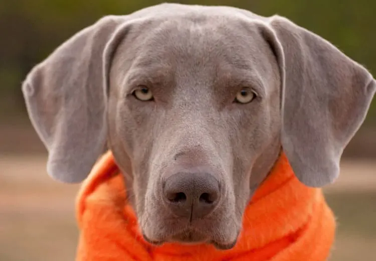 Southwest names dogs