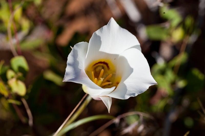 Sego Lily along the Overlook Trail Sego Lily along the Overlook Trail