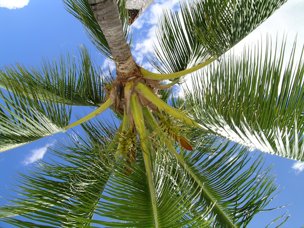 Moorea Moorea