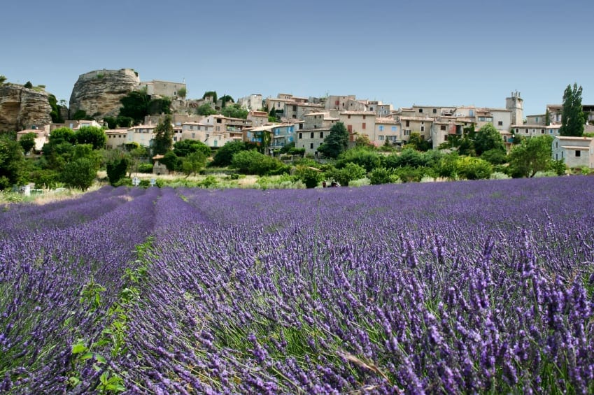 Lavender Field in Grasse in the South of France. Lavender Field in Grasse in the South of France.