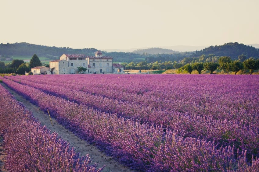 Villa in lavender fields in the South of France Villa in lavender fields in the South of France