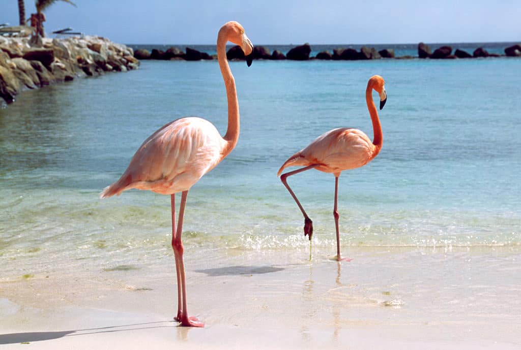 Adventures-in-Aruba Flamingoes