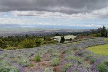 Scenes-from-the-Kula-Lavender-Farm-NW-Look-by-John-Morgan