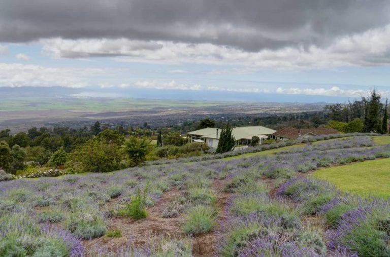 Scenes-from-the-Kula-Lavender-Farm-NW-Look-by-John-Morgan