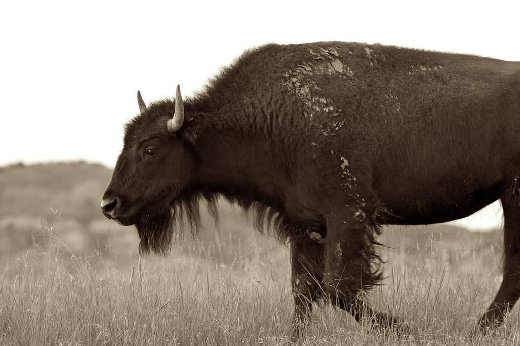 North Dakota Buffalo North Dakota Buffalo