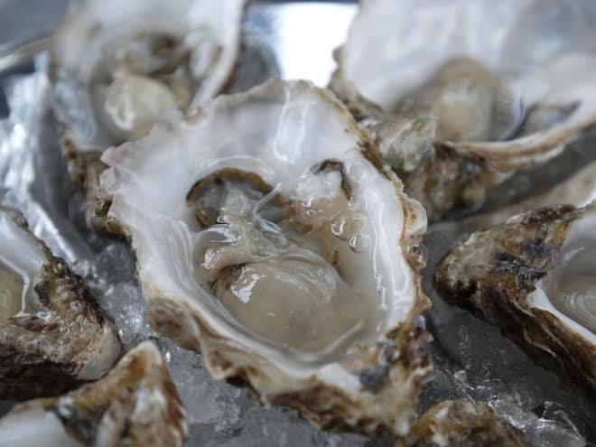 Oysters Oysters