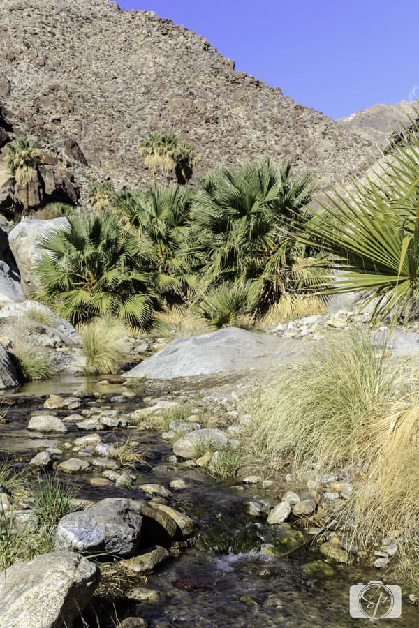 Seven Things to Do in the Anza-Borrego Desert State Park -hike-Palm-Canyon-Trail Seven Things to Do in the Anza-Borrego Desert State Park -hike-Palm-Canyon-Trail