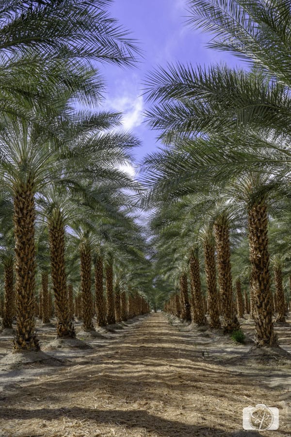 Salton-Sea-Mecca-Dates Salton-Sea-Mecca-Dates