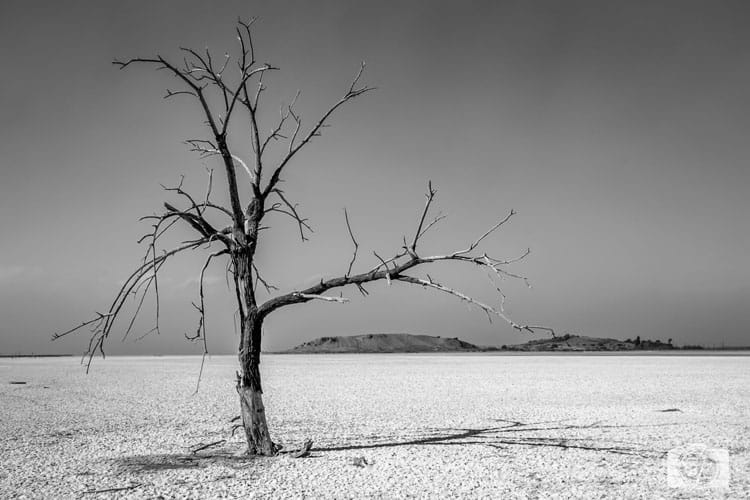 Sonny-Bono-Refuge-Salton-Sea Sonny-Bono-Refuge-Salton-Sea