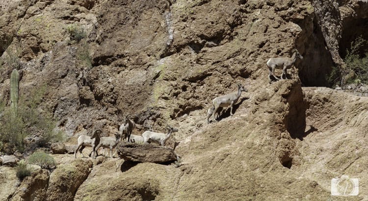Dolly-Cruise-Bighorn-Sheep