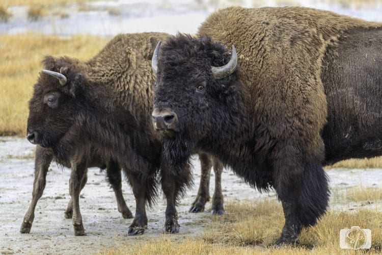 bison-family-yellowstone national park bison-family-yellowstone national park