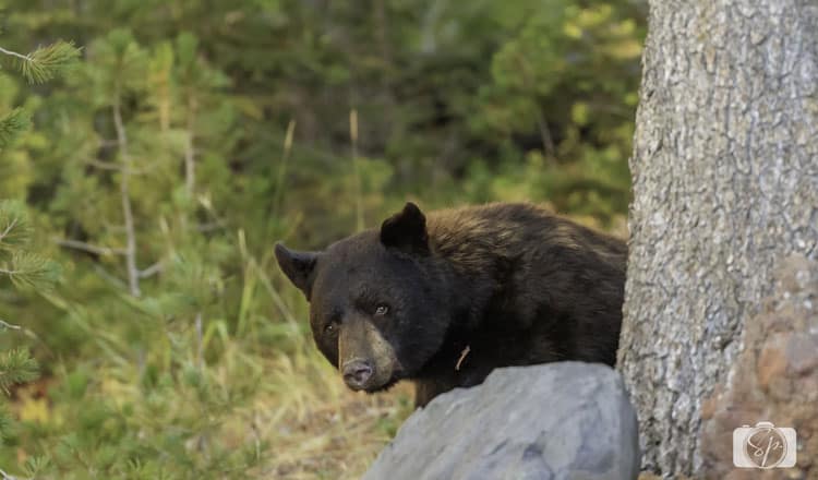 yellowstone-national park black-bear-hiding yellowstone-national park black-bear-hiding