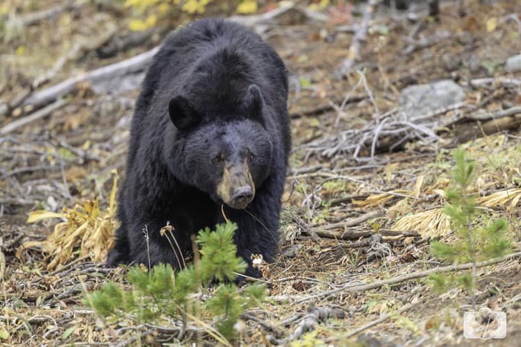 yellowstone-national park black-bear yellowstone-national park black-bear