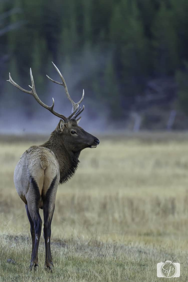 yellowstone-national park bull-elk yellowstone-national park bull-elk