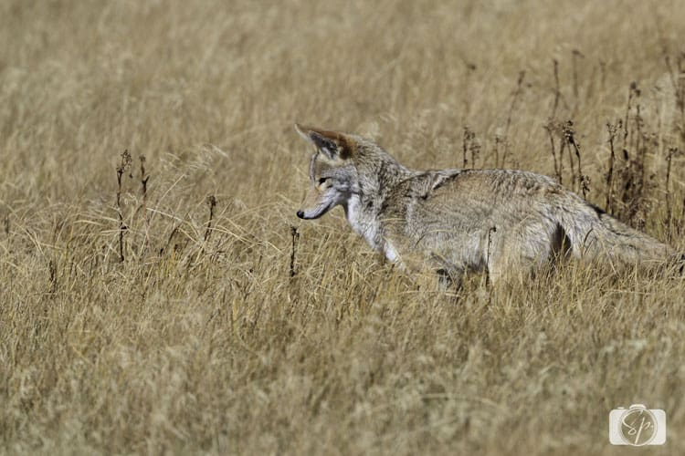 yellowstone-national park coyote yellowstone-national park coyote