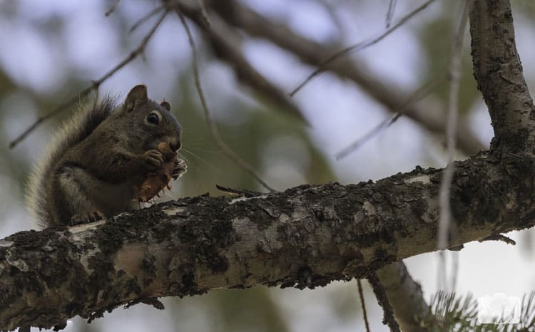 yellowstone national park squirrel yellowstone national park squirrel