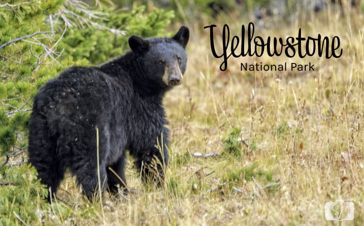 Yellowstone National Park Yellowstone National Park