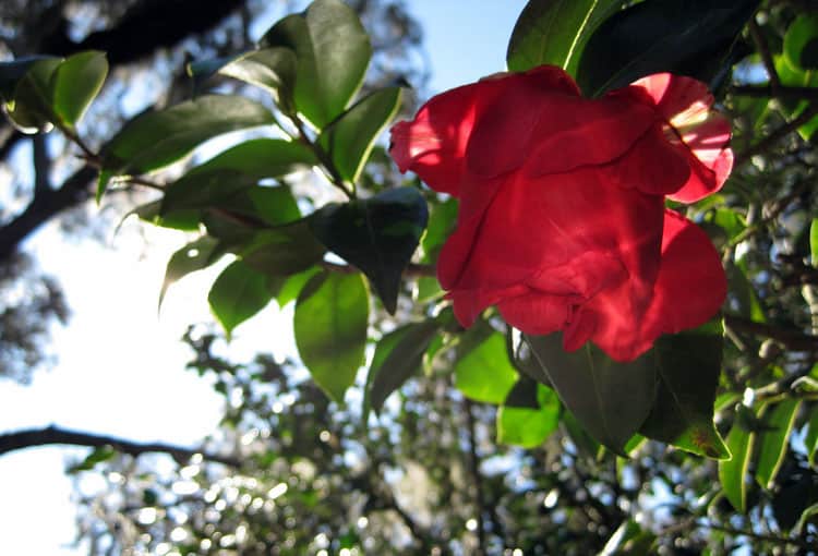 Orlando Travel Tips Nature - Harry P Leu Gardens Orlando Travel Tips Nature - Harry P Leu Gardens