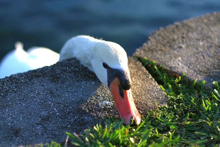 Orlando Travel Tips Nature - Lake Eola Park Orlando Travel Tips Nature - Lake Eola Park