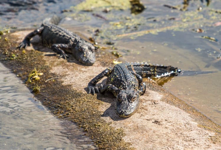 Orlando Travel Tips Nature - Orlando Wetlands Park Orlando Travel Tips Nature - Orlando Wetlands Park