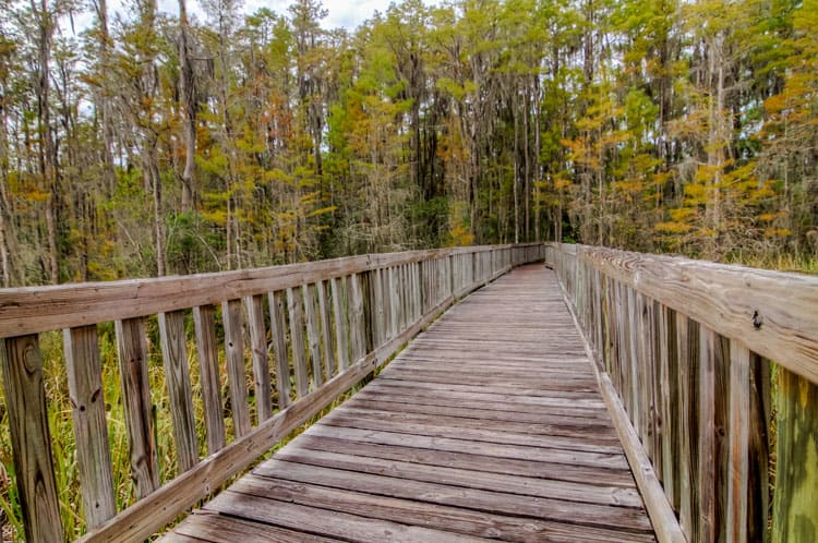 Orlando Travel Tips Nature - Tibet-Butler Nature Preserve Orlando Travel Tips Nature - Tibet-Butler Nature Preserve