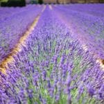 5 of America’s Most Unique Lavender Farms