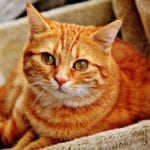 Top 5 Things to Prepare Your Cat for the Trip - Cat Bedding