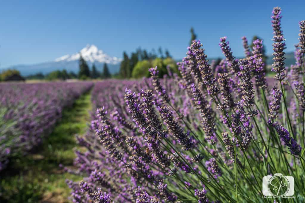 Lavender Fields in the USA - 5 of America's Most Unique Lavender Fields