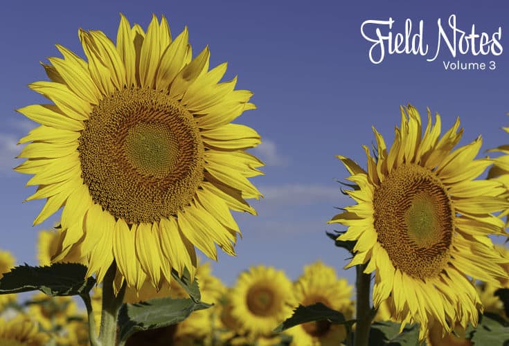 Field Notes-Volume 3
