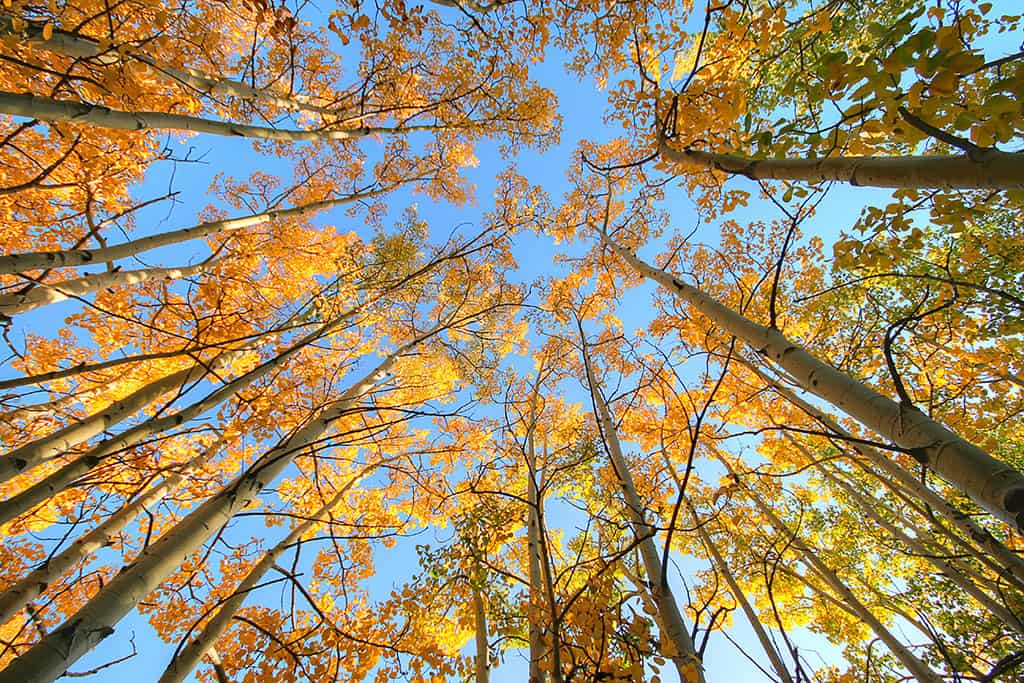 Crushing on Colorado_Aspen Trees_Photo by Robert Reyes on Unsplash Crushing on Colorado_Aspen Trees_Photo by Robert Reyes on Unsplash