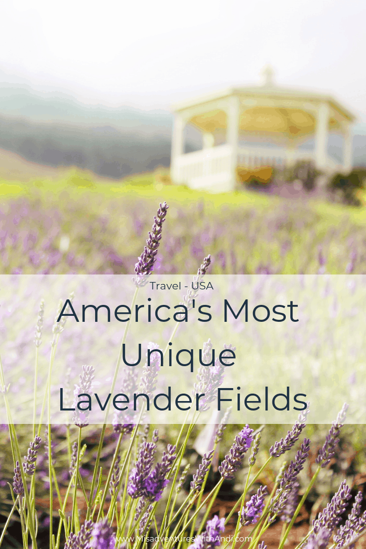 Americas Most Unique Lavender Fields