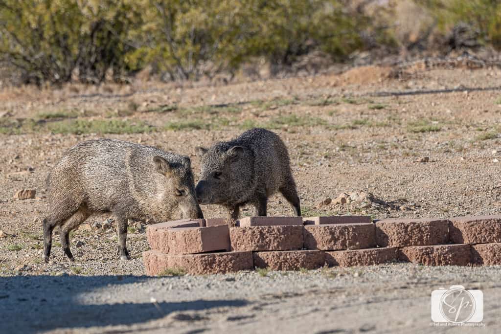 Ajo Arizona Our Summer Experience in Ajo at the Sonoran Desert Inn