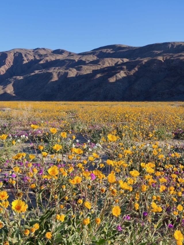 Things to Do in Anza-Borrego Desert State Park