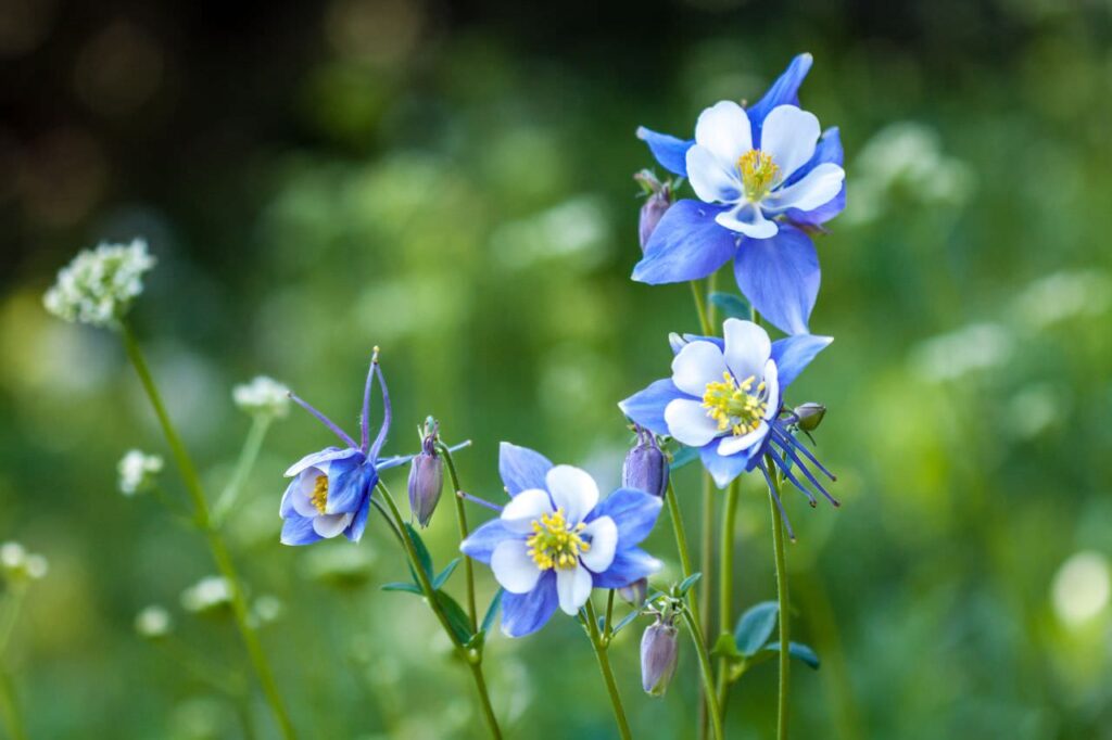blue flowers