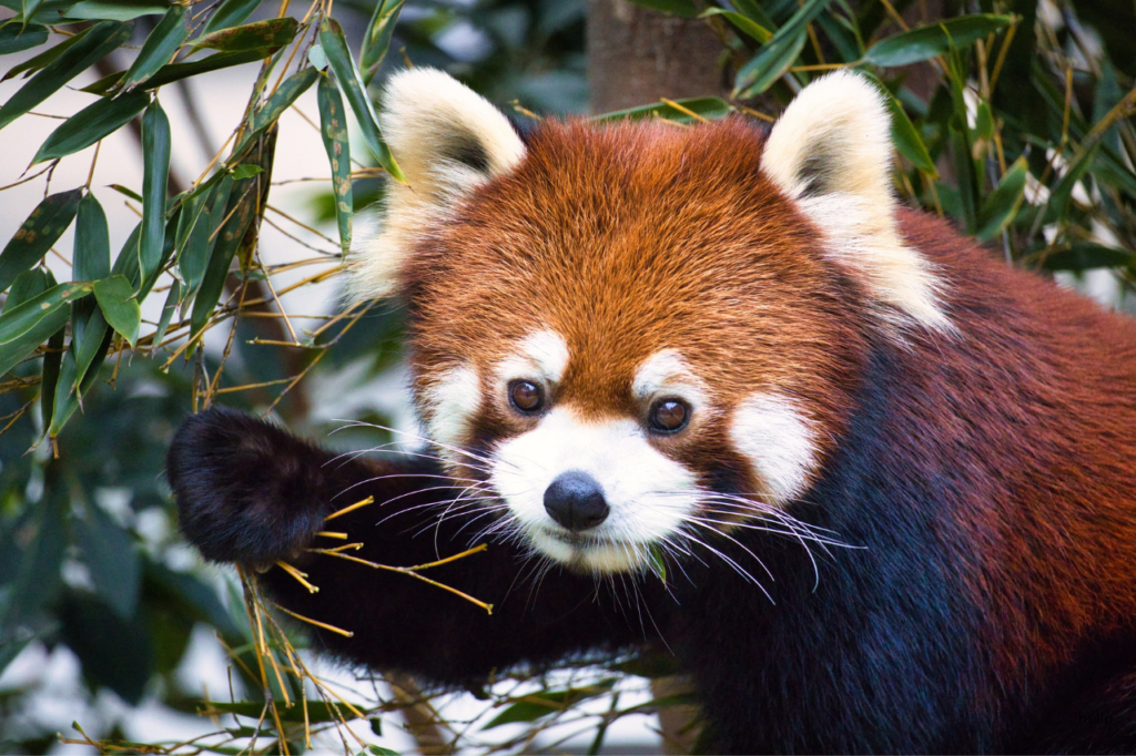 red panda