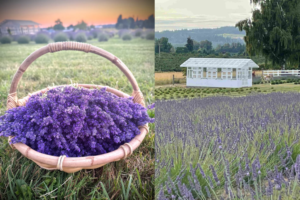 Willamette Valley Lavender Farm